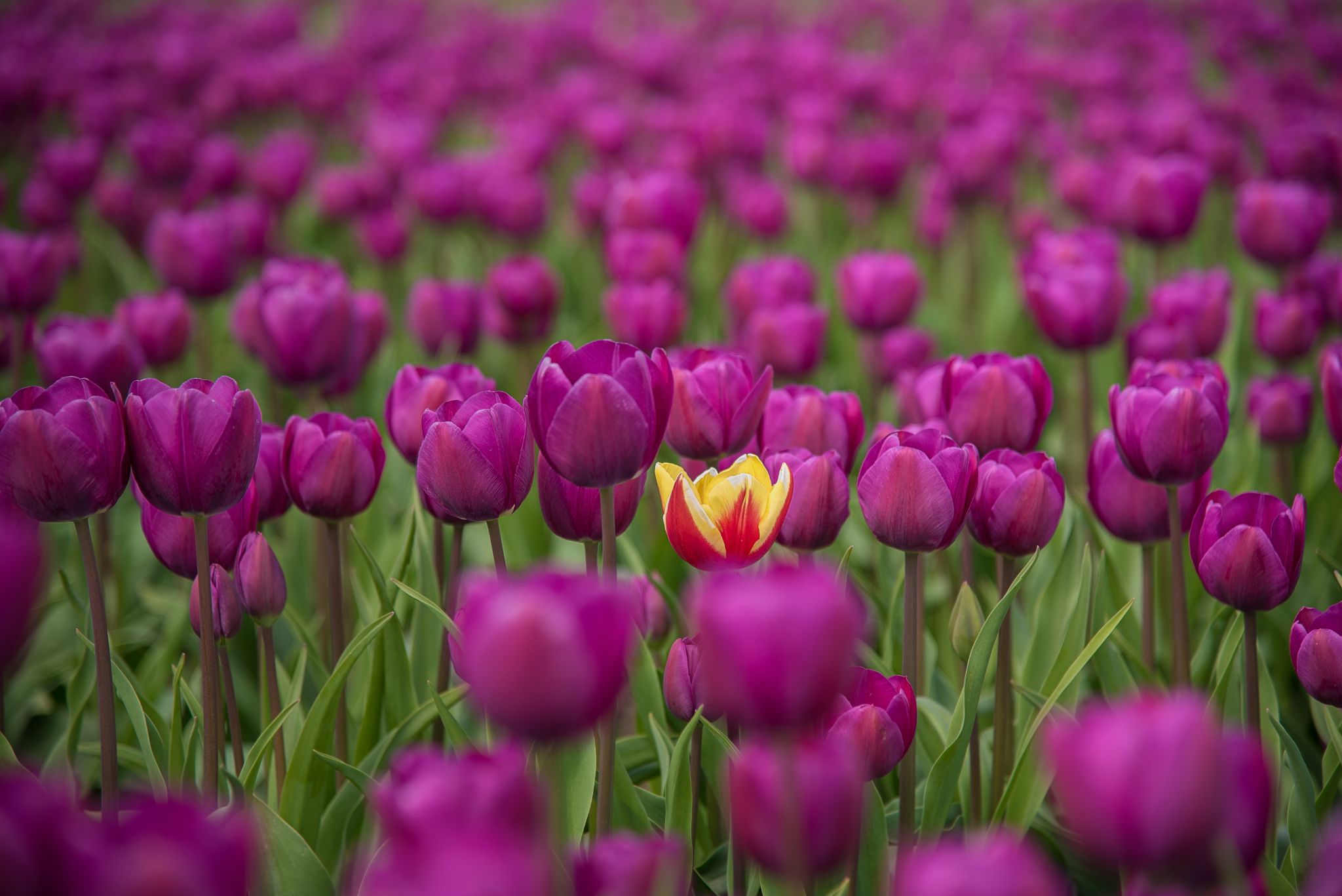 Lila Tulpen mit gelber Tulpe