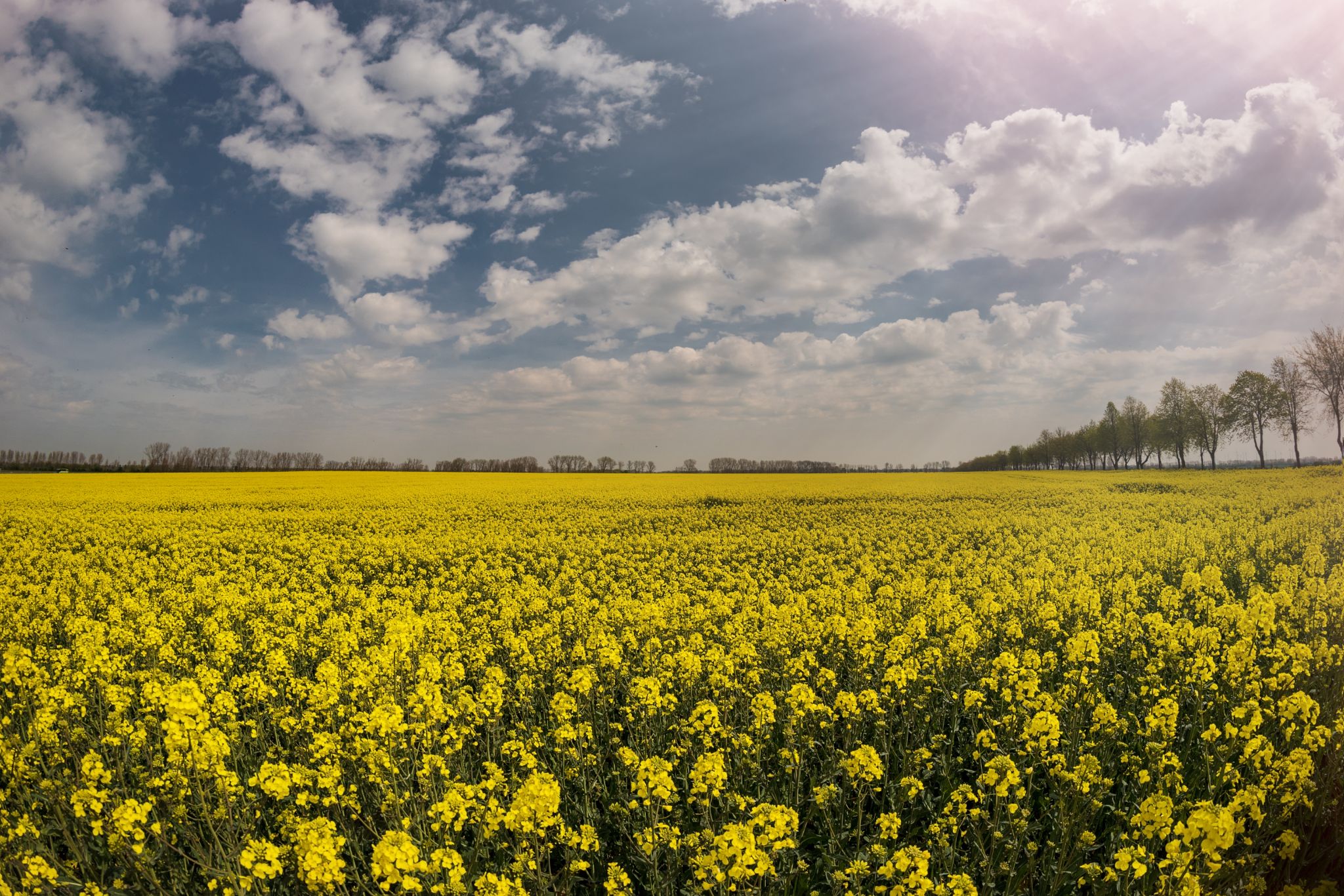 Rapsfeld sonnenstrahlen rechts oben